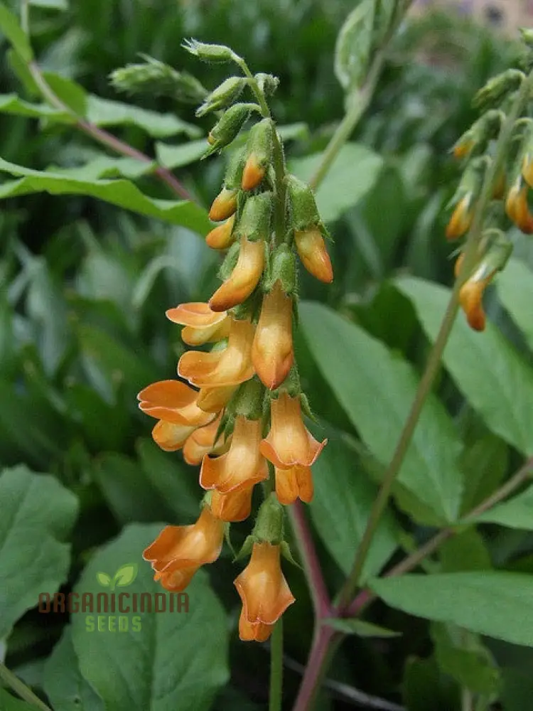 Lathyrus Aureus Seeds for a Flourishing Garden Experience-Embrace Nature's Beauty!
