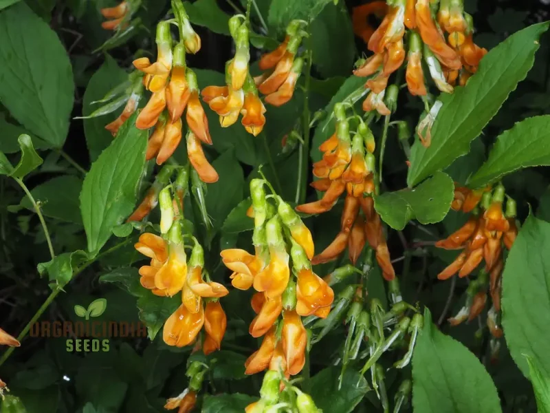 Lathyrus Aureus Seeds for a Flourishing Garden Experience-Embrace Nature's Beauty!