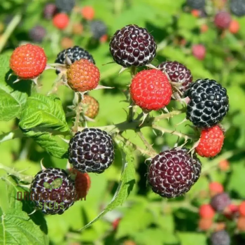 RASPBERRY AMETHYST Fruit Seeds for Planting for Your Gardening Adventures