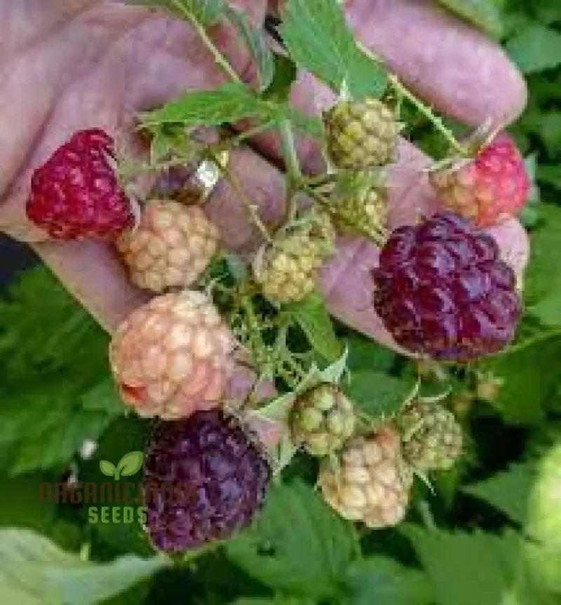 RASPBERRY AMETHYST Fruit Seeds for Planting for Your Gardening Adventures
