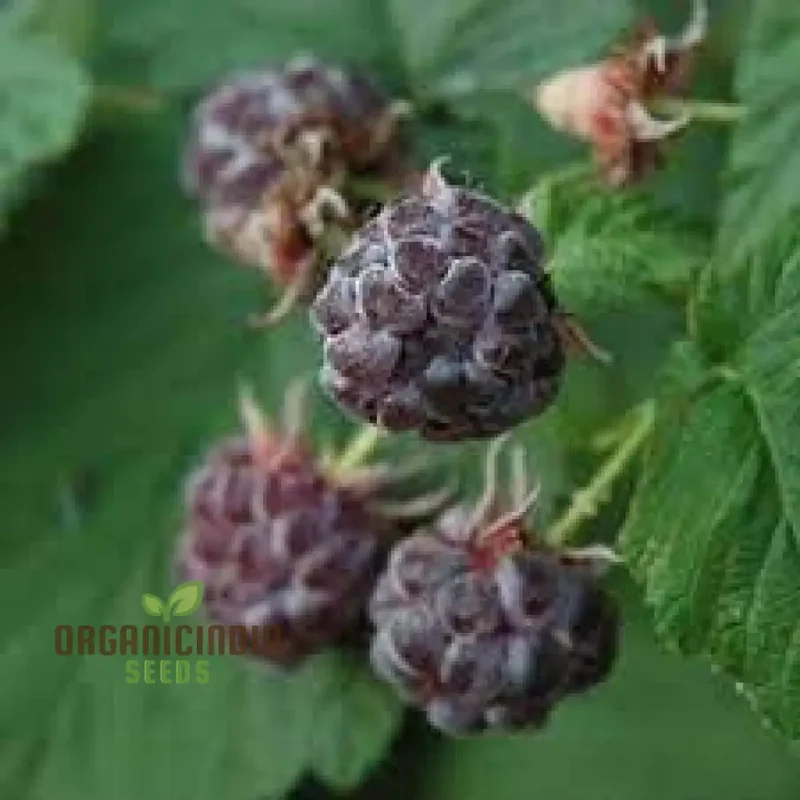RASPBERRY AMETHYST Fruit Seeds for Planting for Your Gardening Adventures