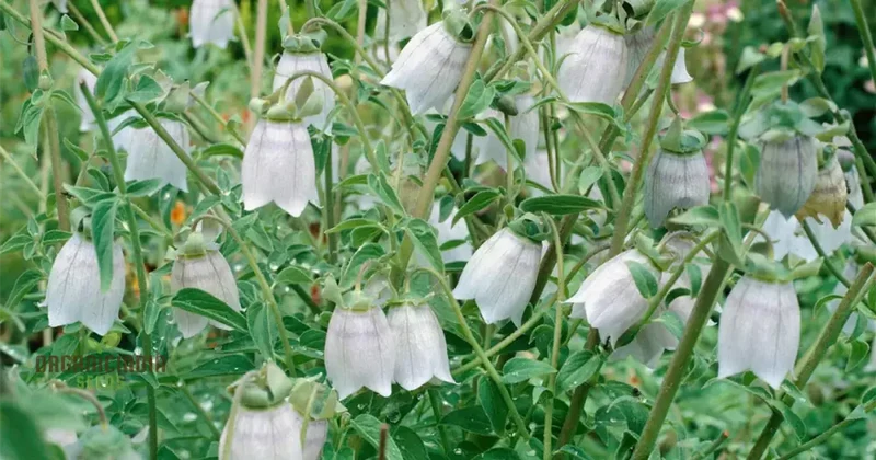 Codonopsis Ovata Flower Seeds for Planting, Premium Quality Seeds for Cultivating Beautiful Blooms Gardening
