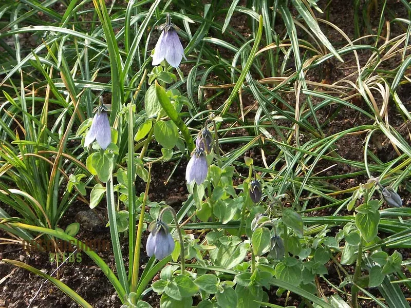 Codonopsis Ovata Flower Seeds for Planting, Premium Quality Seeds for Cultivating Beautiful Blooms Gardening