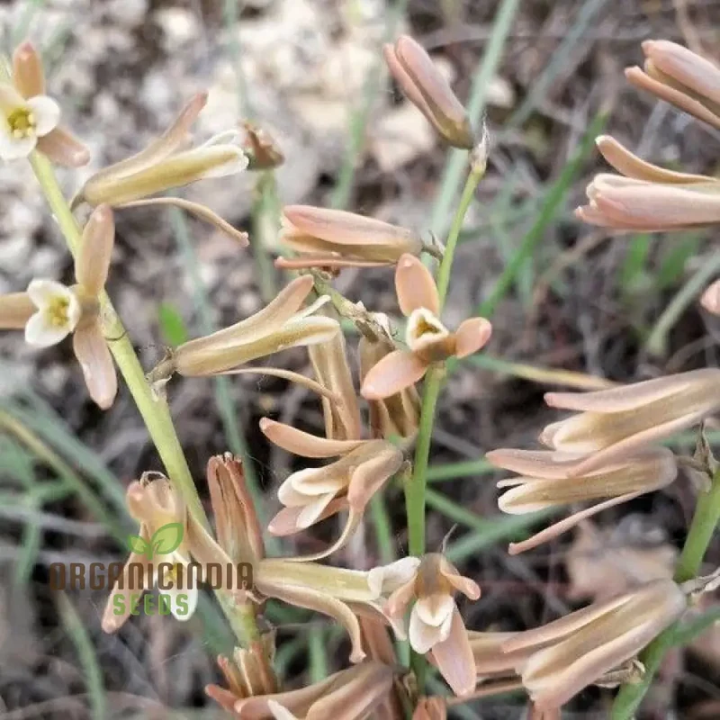 Dipcadi Serotinum Flower Seeds For Planting, Embracing Wild Beauty in Your Garden