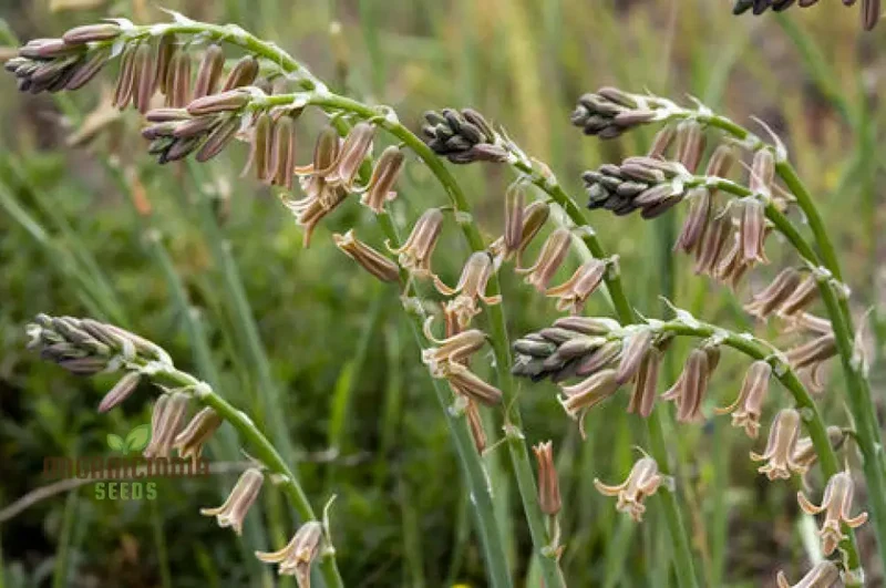Dipcadi Serotinum Flower Seeds For Planting, Embracing Wild Beauty in Your Garden