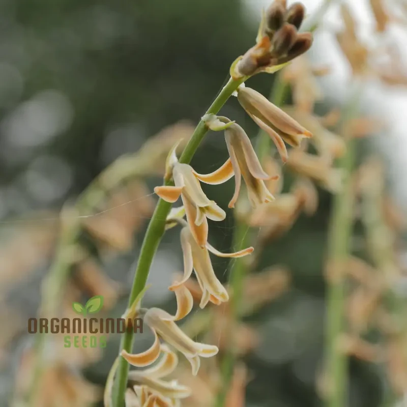 Dipcadi Serotinum Flower Seeds For Planting, Embracing Wild Beauty in Your Garden