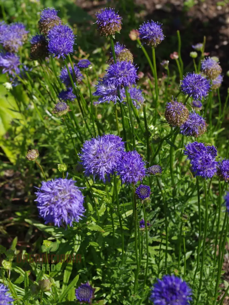 Jasione Laevis Seeds: Explore Gardening Excellence with this Stunning Addition to Your Floral Collection!