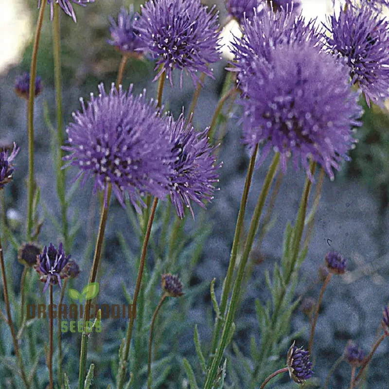Jasione Laevis Seeds: Explore Gardening Excellence with this Stunning Addition to Your Floral Collection!