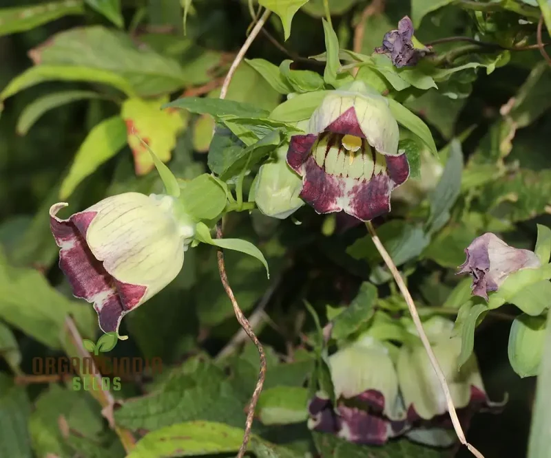 Codonopsis Lanceolata Flower Seeds for Planting, Premium Quality for Gardening