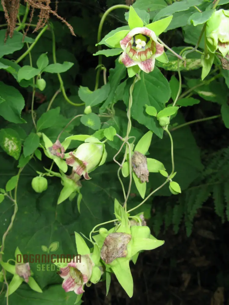 Codonopsis Lanceolata Flower Seeds for Planting, Premium Quality for Gardening