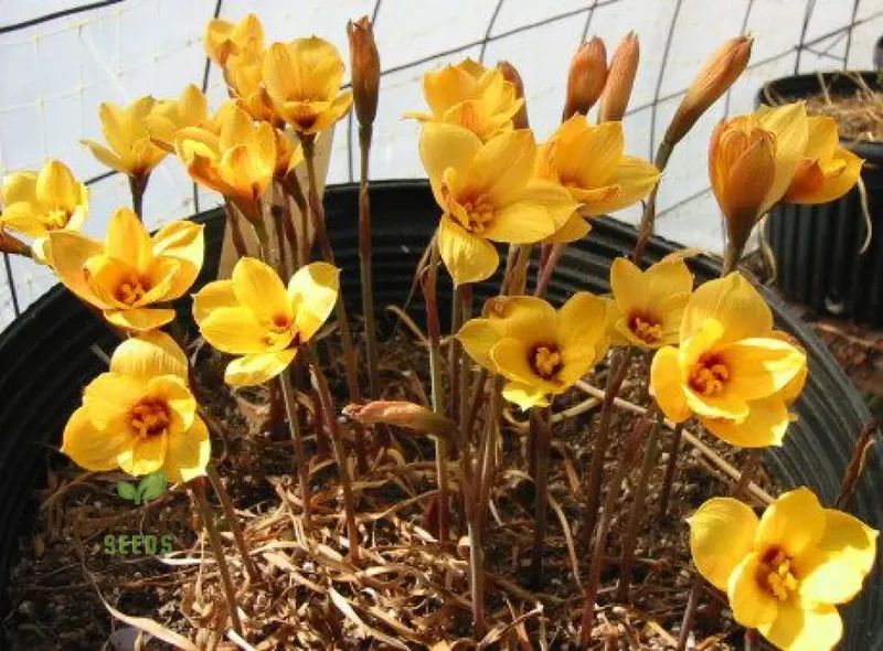 Habranthus Tubispathus Seeds for Planting: Exquisite Flowering Garden Addition – Rare Flower Seeds