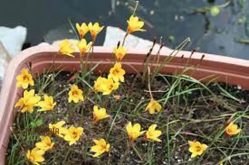 Habranthus Tubispathus Seeds for Planting: Exquisite Flowering Garden Addition – Rare Flower Seeds