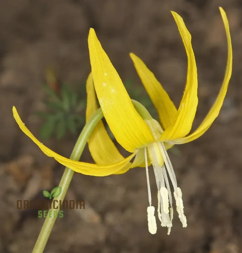 Erythronium Grandiflorum Seeds - Planting Perennial Wildflower Bulbs for Shaded Gardens and Woodlands