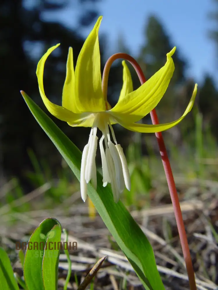 Erythronium Grandiflorum Seeds - Planting Perennial Wildflower Bulbs for Shaded Gardens and Woodlands