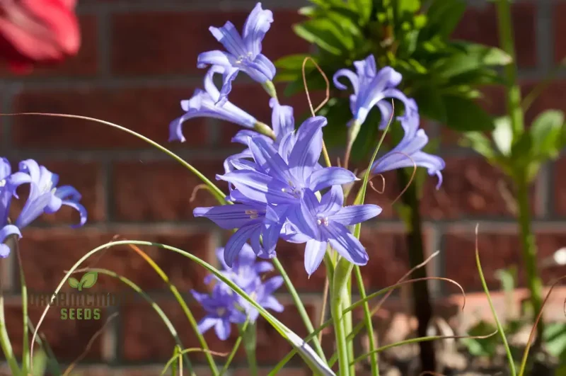 IXIOLIRION TATARICUM Seeds - Discover Rare Seeds for a Unique Addition to Your Gardening Experience!