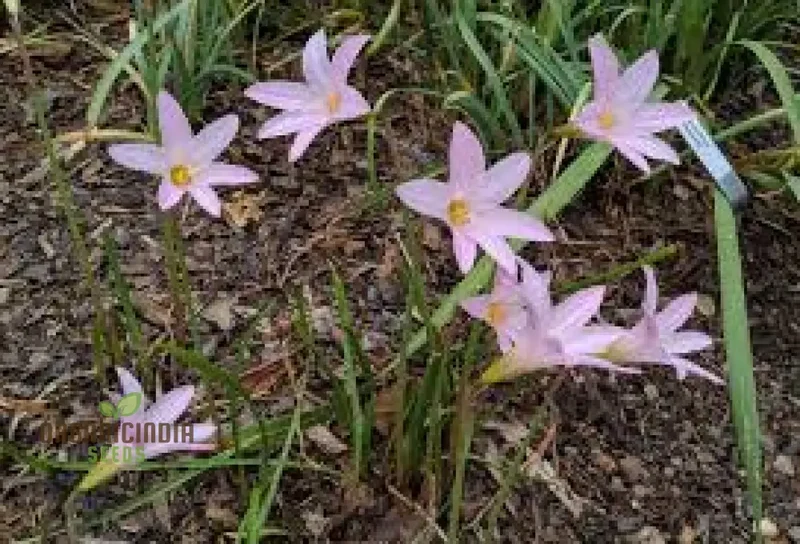Habranthus Robustus Seeds for Vibrant Garden Blooms - Rare Perennial Flower Seeds for Gardening Enthusiasts