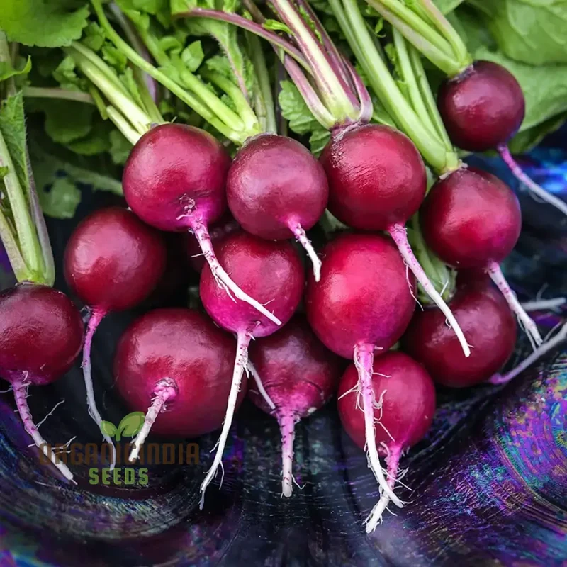 RADISH MALAGA VIOLET Seeds for Planting, Your Gardening Needs