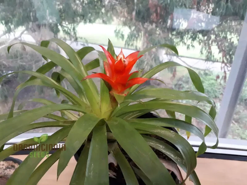 Guzmania Candelabrum Seeds: Exotic Bromeliad for Stunning Indoor Gardens & Natural Air Purification