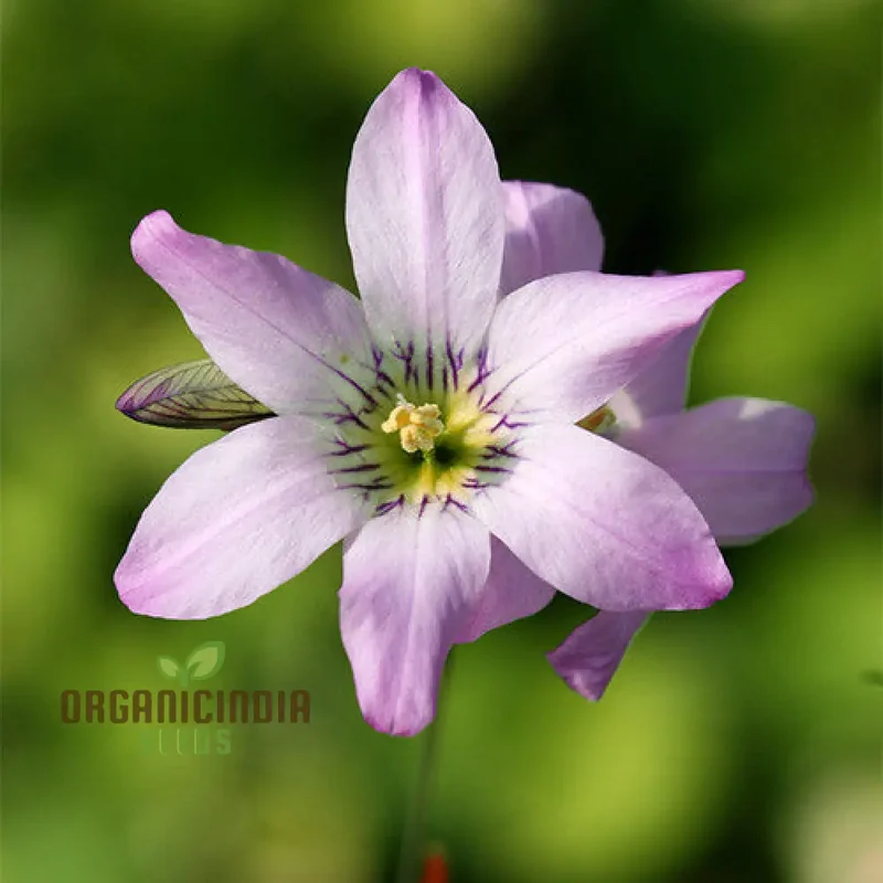 Ixia Thomasiae Seeds for Planting Elevate Your Gardening Experience with Unique and Elegant Flowers