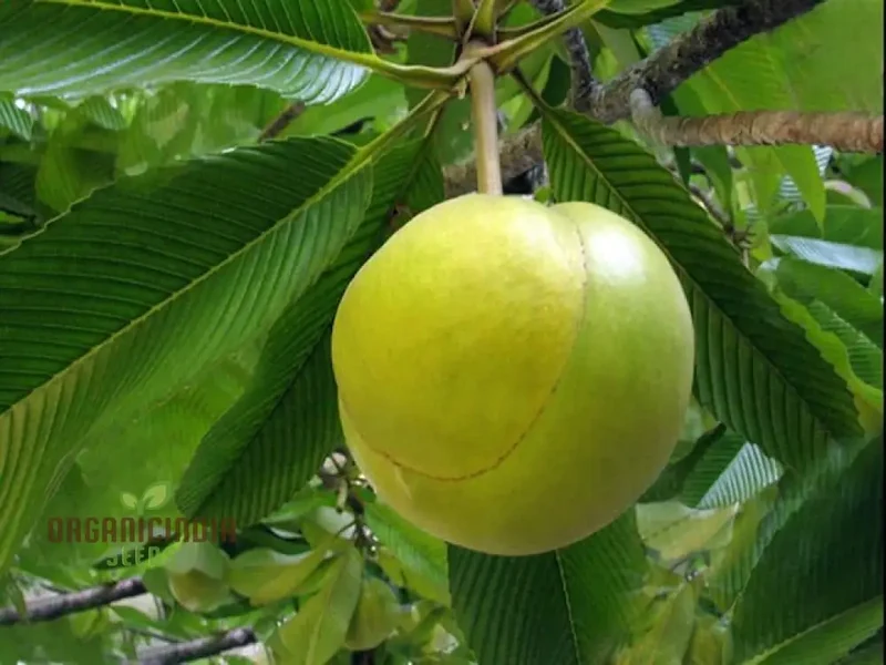 Dillenia indica Fruit Seeds for Planting, Cultivating Unique and Exotic Fruits in Your Garden