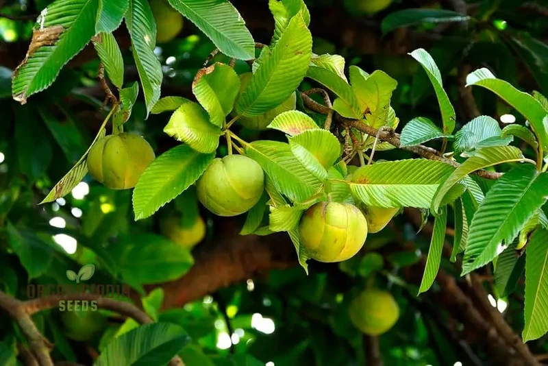 Dillenia indica Fruit Seeds for Planting, Cultivating Unique and Exotic Fruits in Your Garden