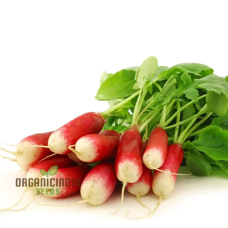 RADISH LOGO F1 Seeds for Gardening - Premium Quality Seeds for Your Garden
