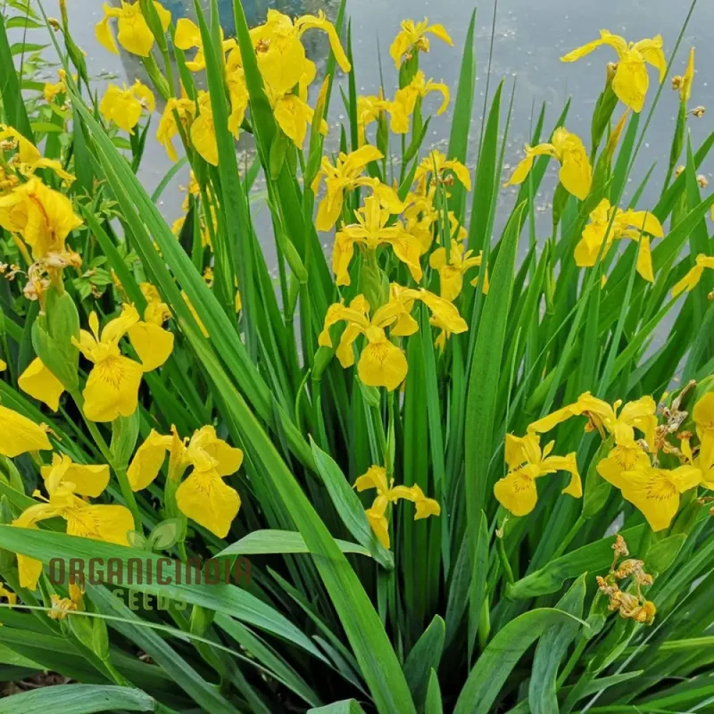 Iris Wilsonii Seeds – Elevate Your Garden with Stunning, Graceful Blooms!
