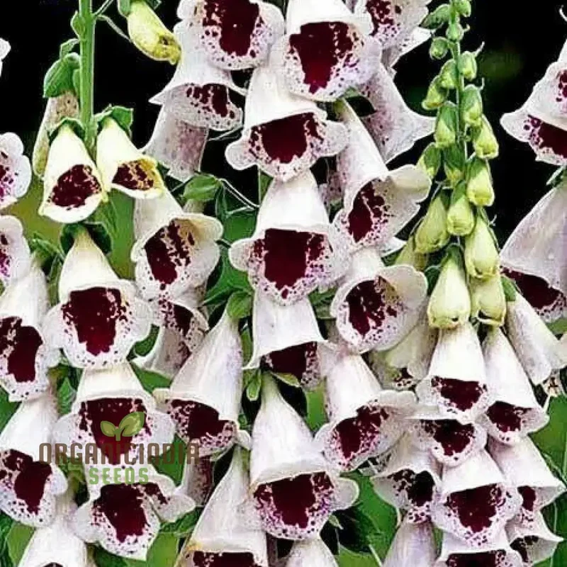 Digitalis Purpurea 'Elsey Kelsey' Flower For Planting, Growing Enchanting Elegance