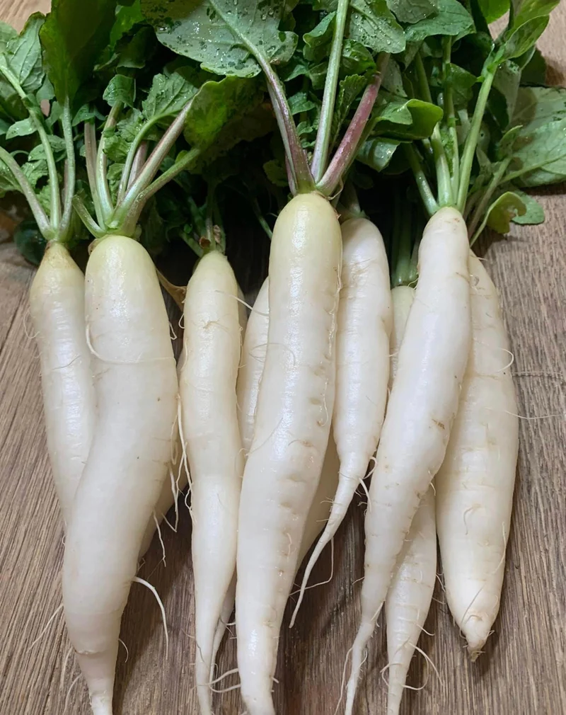RADISH ICICLE Seeds for Planting - Premium Quality for Gardening Enthusiasts