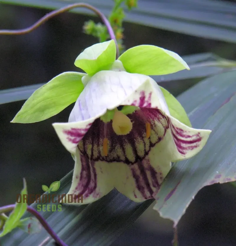Codonopsis Bhutanica Flower Seeds for Planting, Premium Quality for Gardening