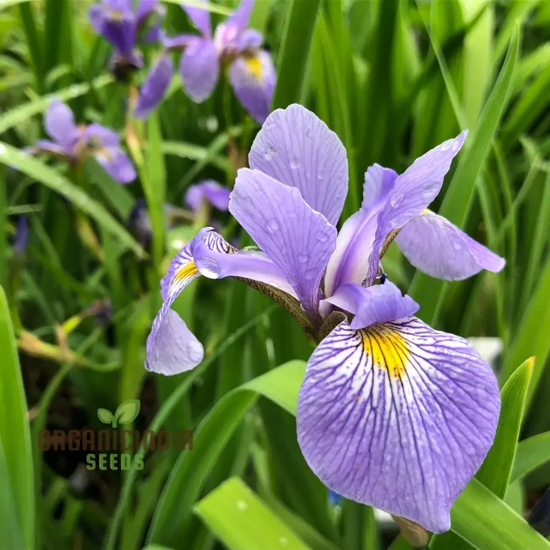Iris Versicolor Seeds – Elevate Your Gardening Experience with Elegant, Vibrant Blooms!