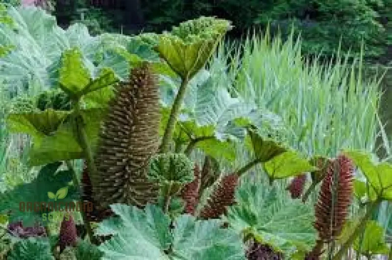 Gunnera Manicata Seeds for Dramatic Garden Impact : Your Guide to Growing and Caring for this Majestic, Leafy Marvel