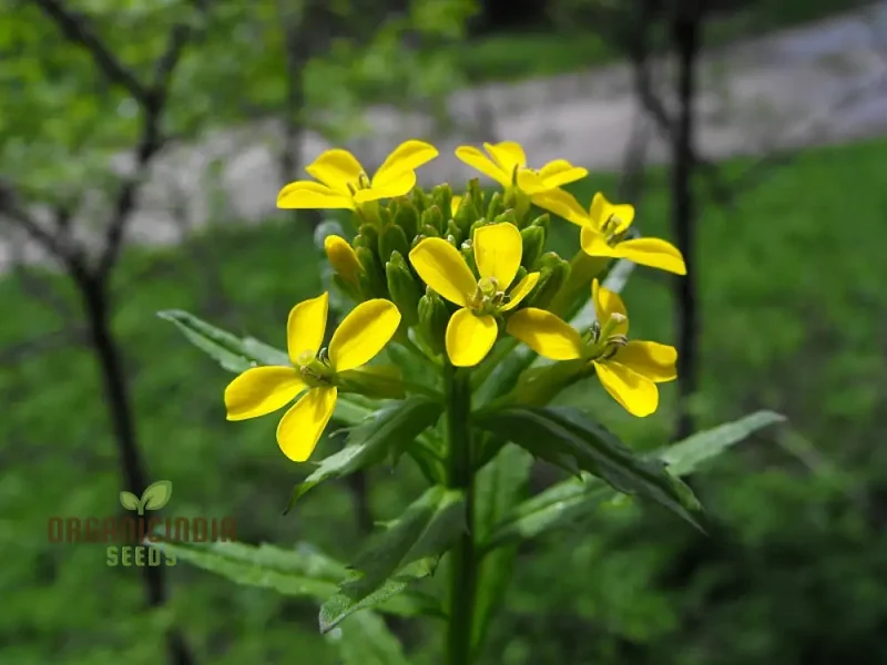 Erysimum Pieninicum Seeds for Successful Planting – Perfect for Your Garden's Vibrant Growth