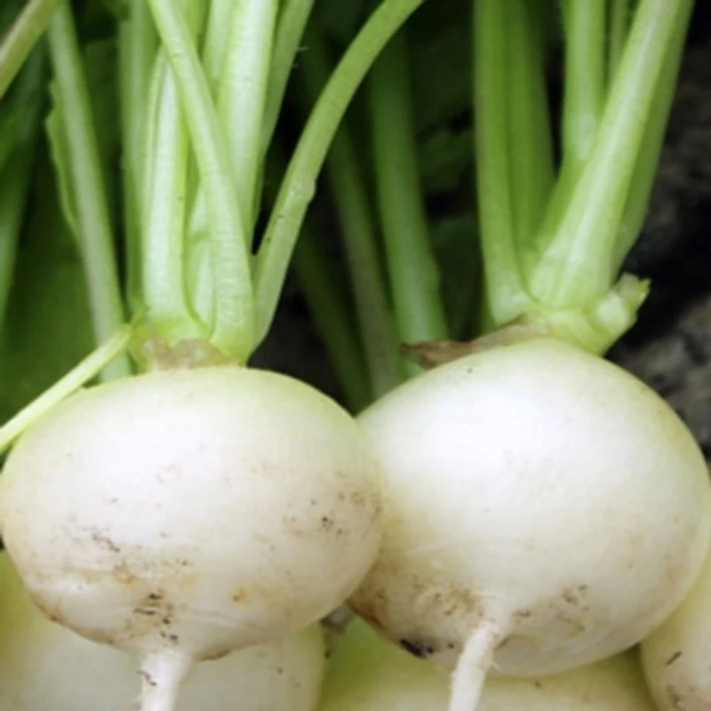 RADISH ALBENA Seeds for Planting - Premium Quality for Gardening Enthusiasts | Buy Organic Seeds Online