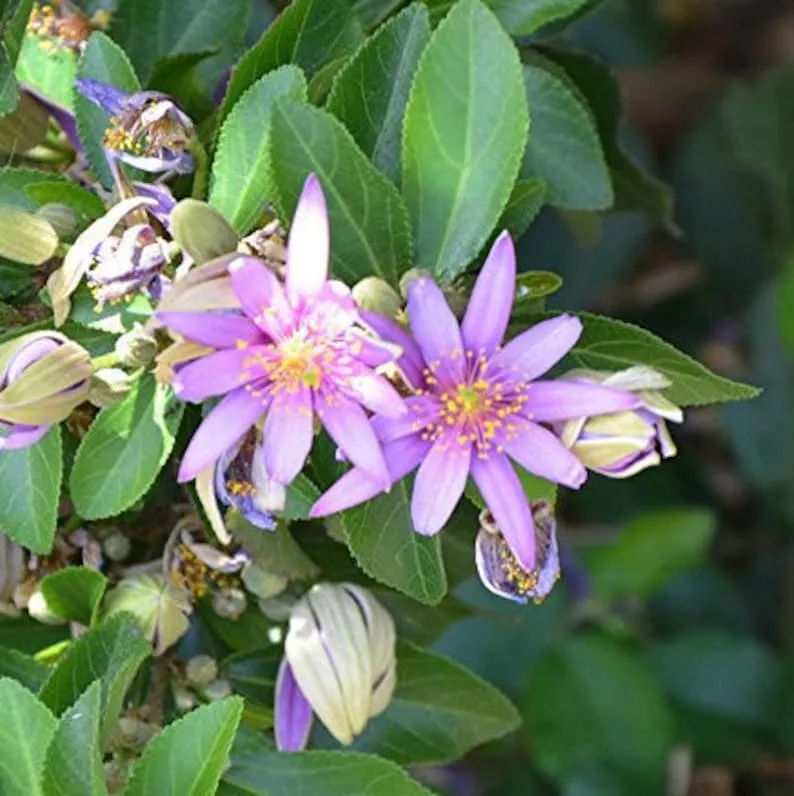 Grewia Occidentalis Seeds, Enhance Your Garden with the Beautiful Lavender Star Flower - Perfect for Garden Enthusiasts and Landscaping
