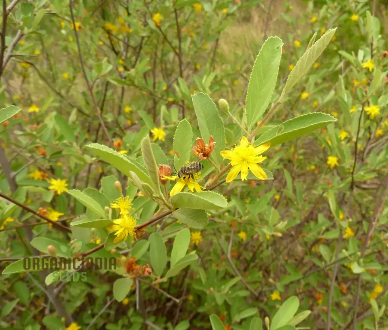 Grewia Flava Seeds: Your Ultimate Guide to Growing and Caring for the Golden-leaved Raisin Bush in Your Garden
