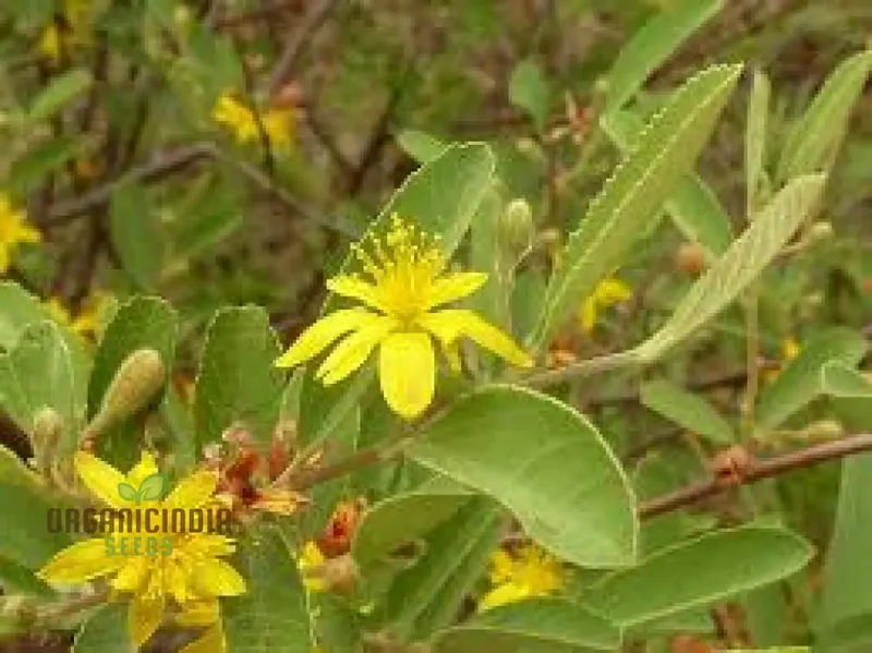 Grewia Flava Seeds: Your Ultimate Guide to Growing and Caring for the Golden-leaved Raisin Bush in Your Garden