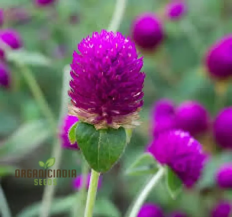 Gomphrena Globosa Ribena Ruffles Seeds for Planting