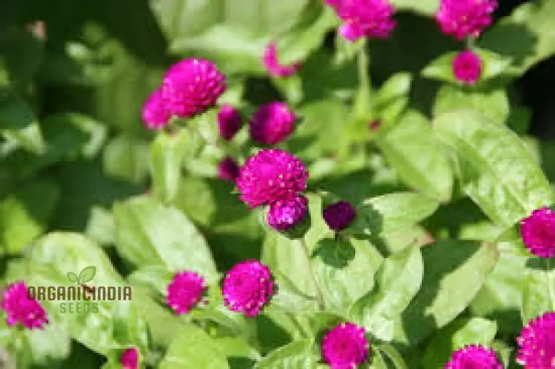 Gomphrena Globosa Ribena Ruffles Seeds for Planting