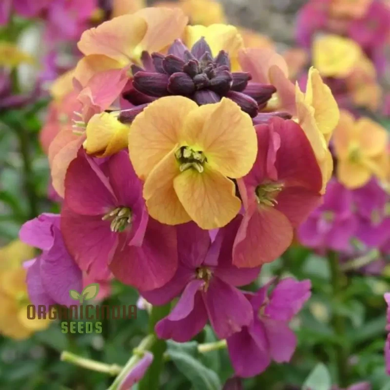 Erysimum Seeds (Amazing Hybrids Erysimum Seeds) - Vibrant Garden Flowers for Planting Enthusiasts