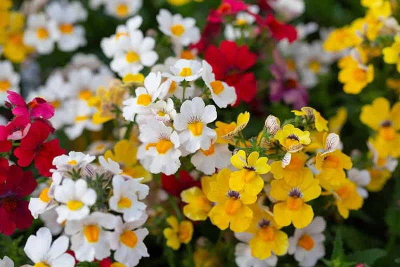 Erysimum Seeds (Amazing Hybrids Erysimum Seeds) - Vibrant Garden Flowers for Planting Enthusiasts