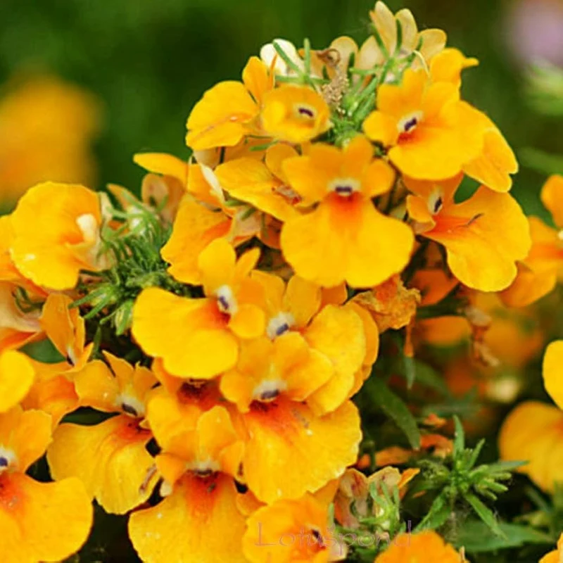 Erysimum Seeds (Amazing Hybrids Erysimum Seeds) - Vibrant Garden Flowers for Planting Enthusiasts