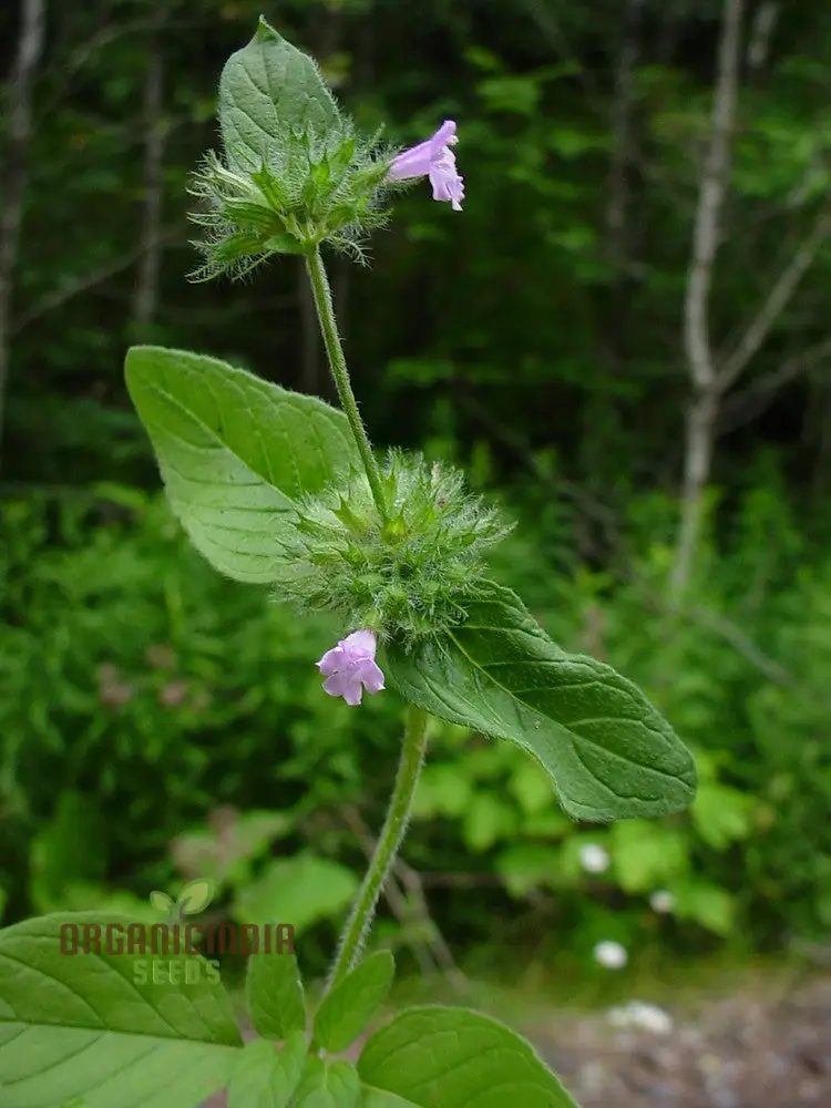 Clinopodium Vulgare Flower Seeds for Planting, Premium Quality Seeds for Gardening