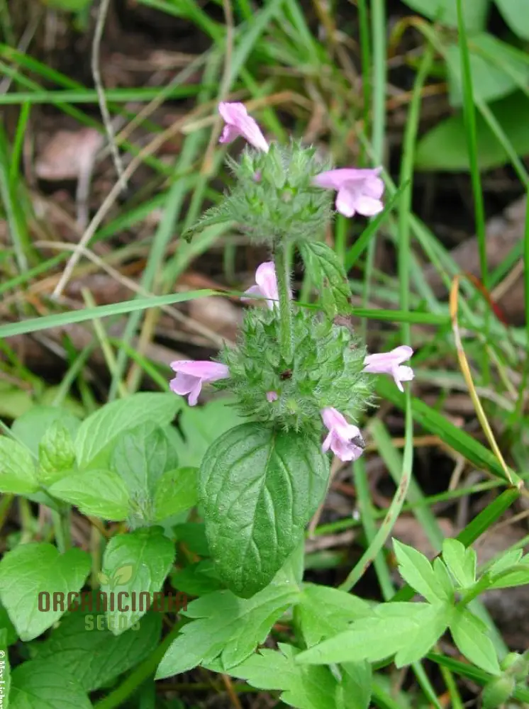 Clinopodium Vulgare Flower Seeds for Planting, Premium Quality Seeds for Gardening