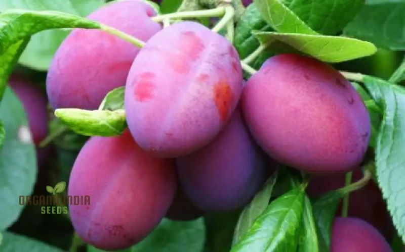 Plum Victoria Seeds – Sweet Juicy Fruit Variety for Home Garden Planting