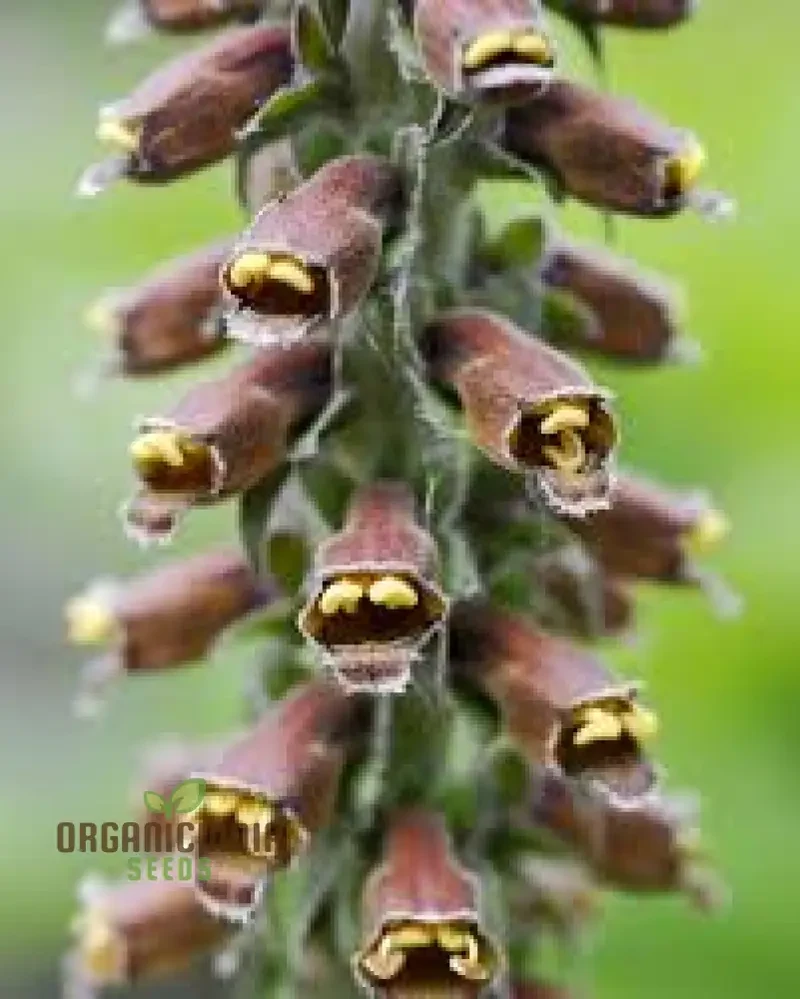 Digitalis Parviflora Flower Seeds For Planting, Graceful Foxglove Blooms for Your Garden
