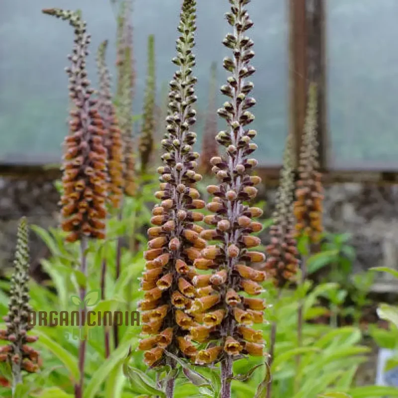 Digitalis Parviflora Flower Seeds For Planting, Graceful Foxglove Blooms for Your Garden