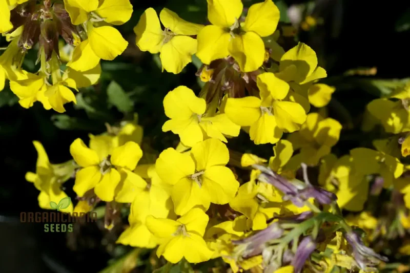 Erysimum Alpinum Seeds For Planting - Vibrant Alpine Wallflower Seeds for Gardeners and Landscapers