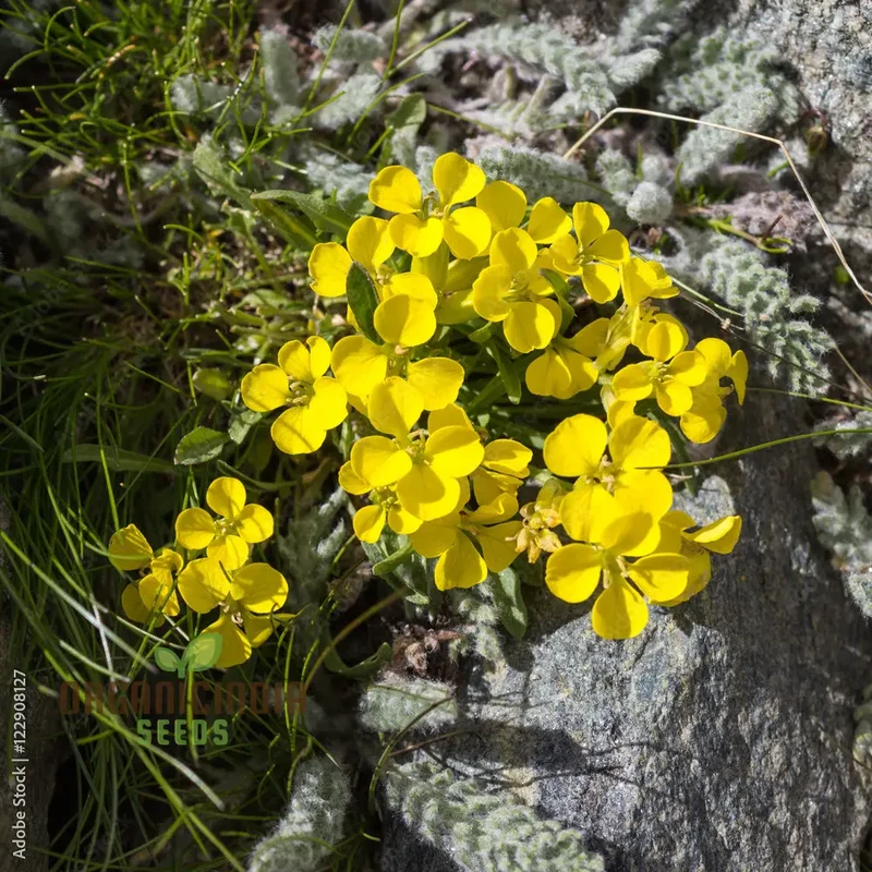 Erysimum Alpinum Seeds For Planting - Vibrant Alpine Wallflower Seeds for Gardeners and Landscapers