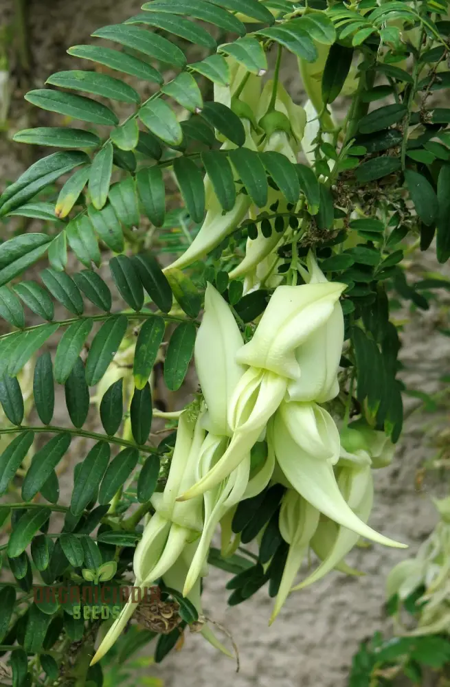 Clianthus puniceus 'Albus' Seeds for Planting, Premium Quality Seeds for Gardening